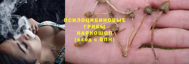 сколько стоит  Сатка  Псилоцибиновые грибы Magic Shrooms 